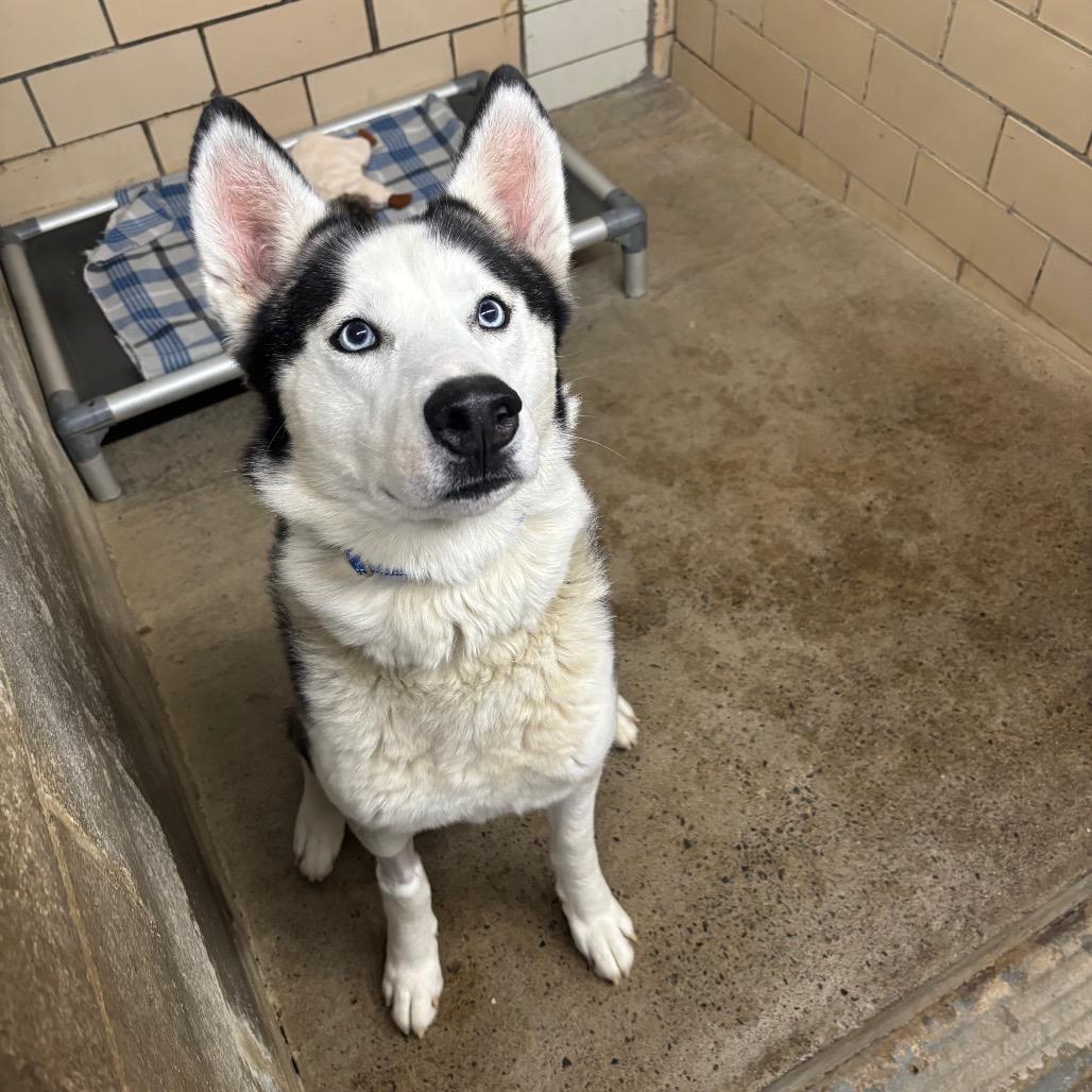 Enlarge Zeus, a Adoptable Siberian Husky in Greenville, PA image 4/6
