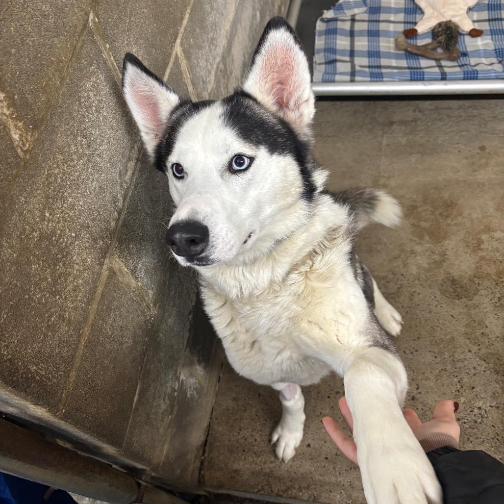 Enlarge Zeus, a Adoptable Siberian Husky in Greenville, PA image 5/6