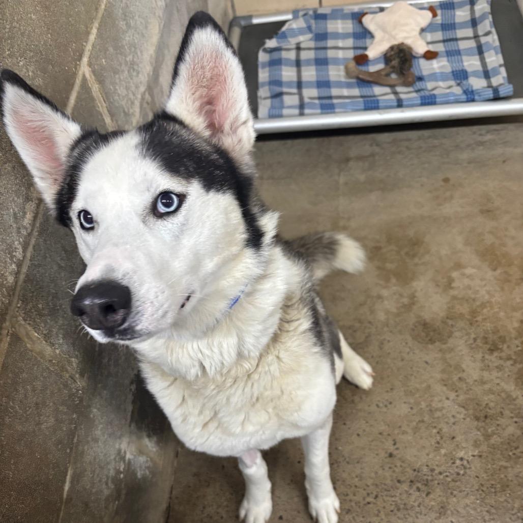 Enlarge Zeus, a Adoptable Siberian Husky in Greenville, PA image 6/6