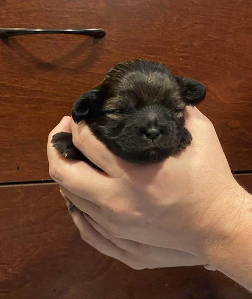 Luke Skywalker, Adopted, Puppy Male Shih Tzu & Mixed Breed.