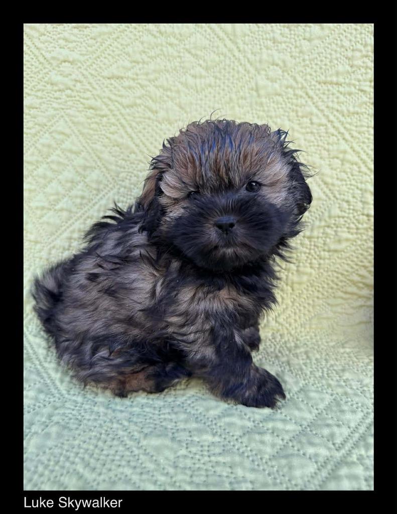 Enlarge Luke Skywalker, a Adopted mixed breed in Chino Valley, AZ image 2/6