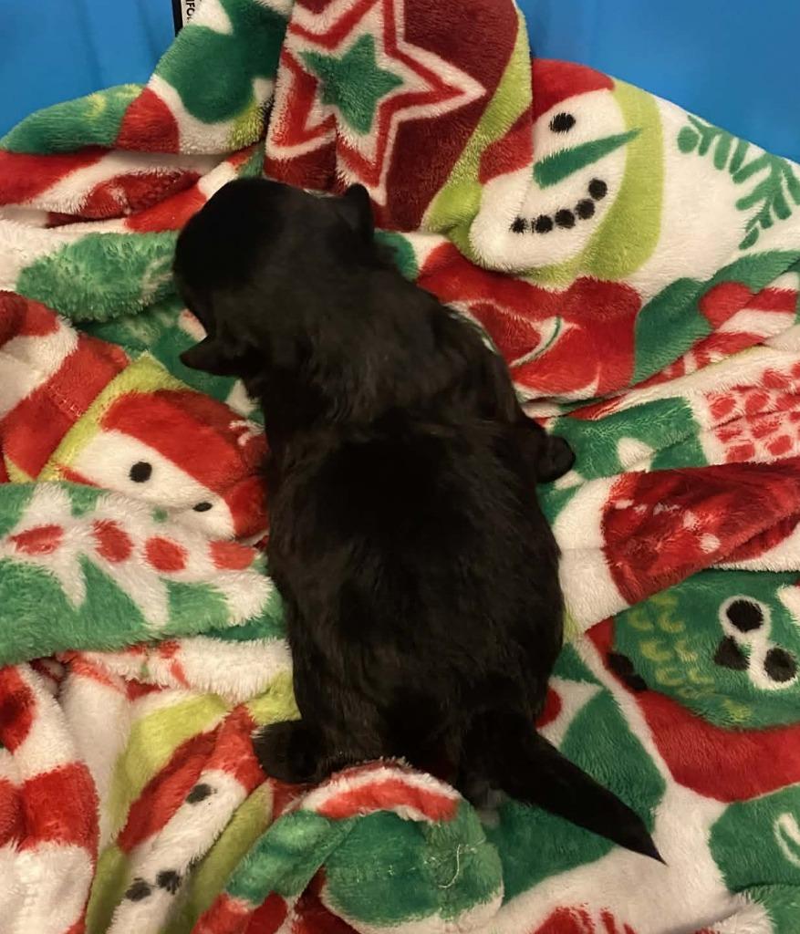 Enlarge Luke Skywalker, a Adopted mixed breed in Chino Valley, AZ image 3/6