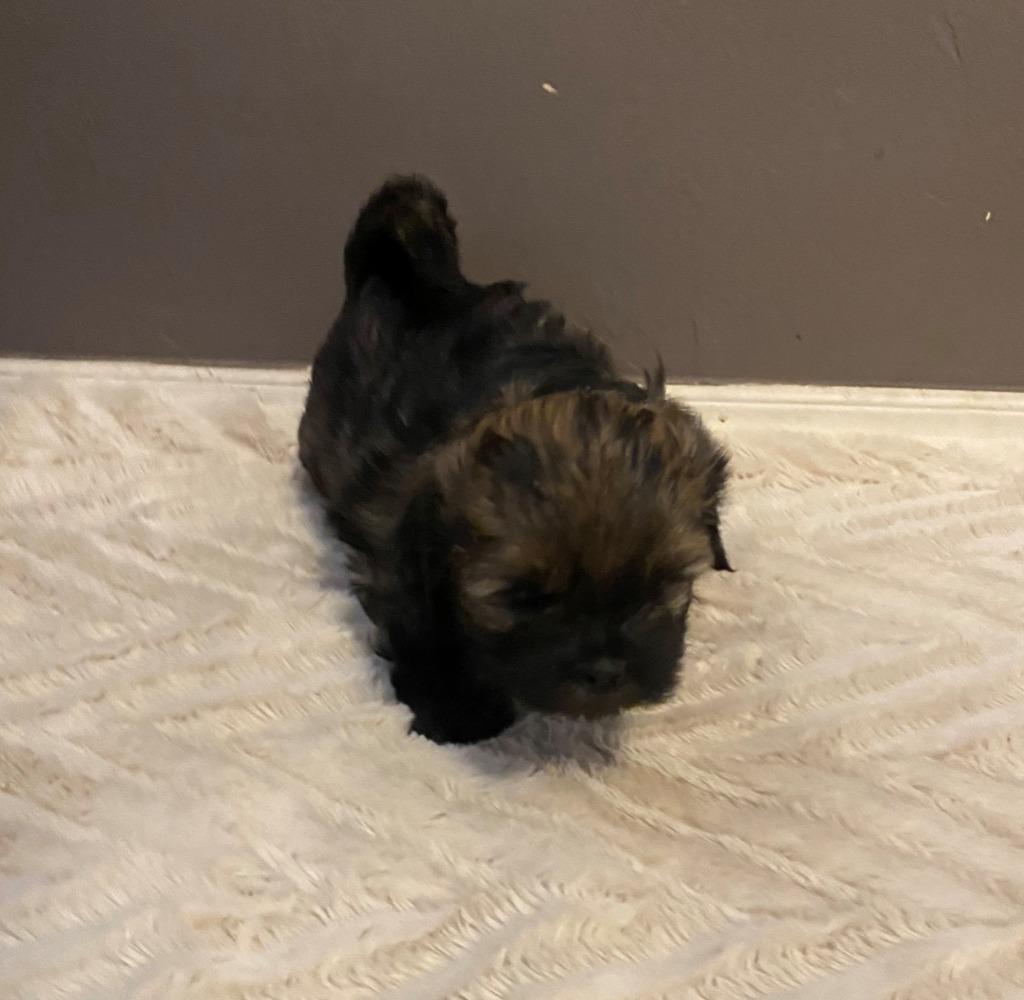 Enlarge Luke Skywalker, a Adopted mixed breed in Chino Valley, AZ image 4/6