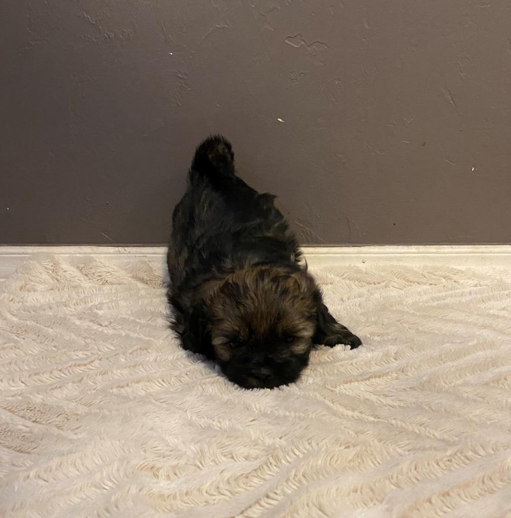 Enlarge Luke Skywalker, a Adopted mixed breed in Chino Valley, AZ image 5/6