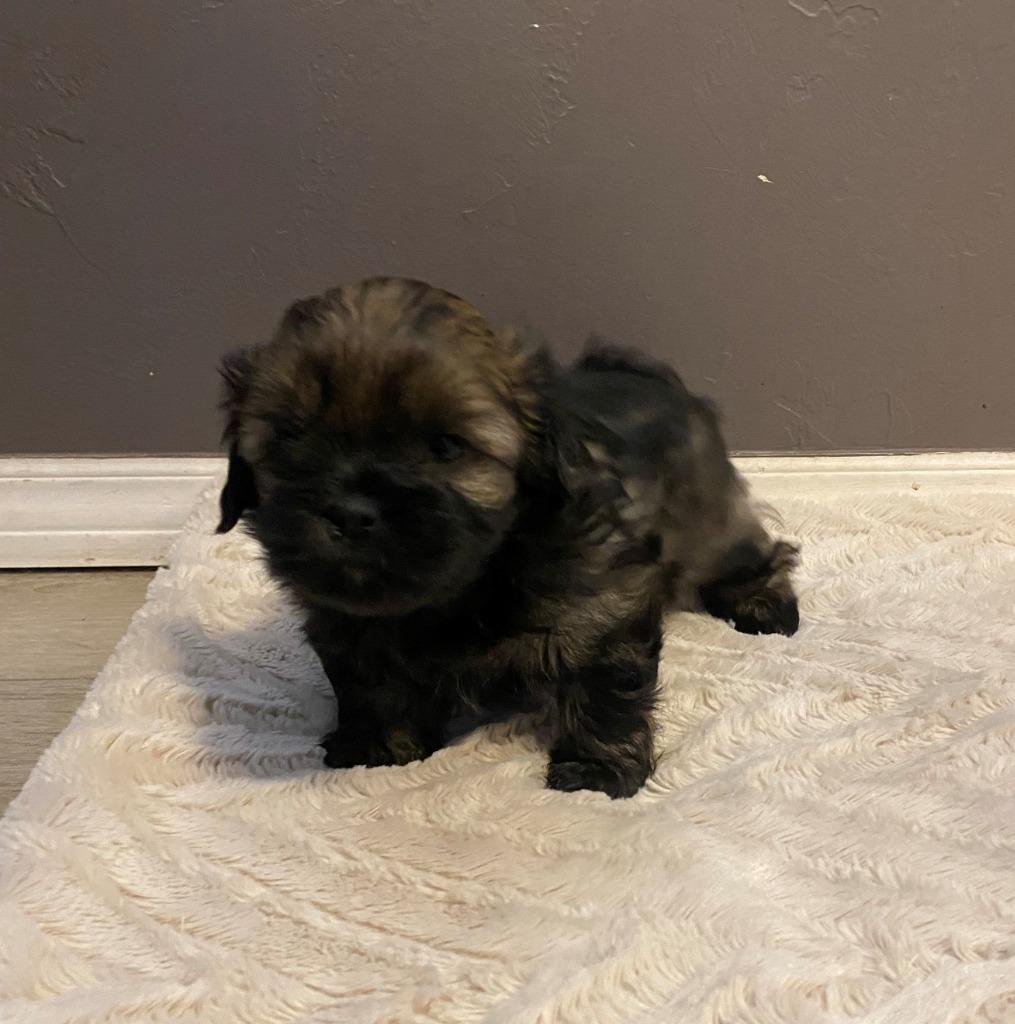 Enlarge Luke Skywalker, a Adopted mixed breed in Chino Valley, AZ image 6/6