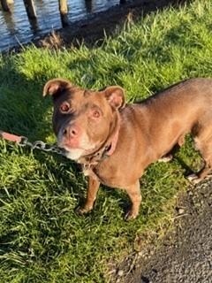 Enlarge Holly, an adopted mixed breed in Reedsport, OR image 4/5
