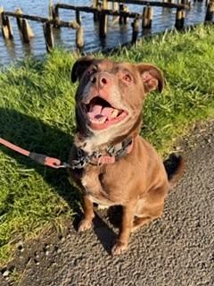 Holly, adopted, Adult Female Australian Cattle Dog / Blue Heeler & Labrador Retriever.