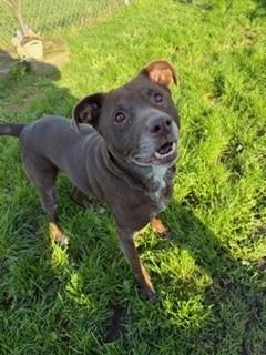 Enlarge Holly, an adopted mixed breed in Reedsport, OR image 5/5