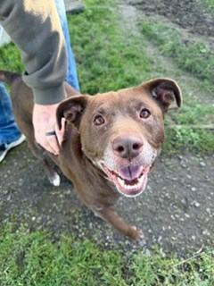Enlarge Holly, an adopted mixed breed in Reedsport, OR image 3/5