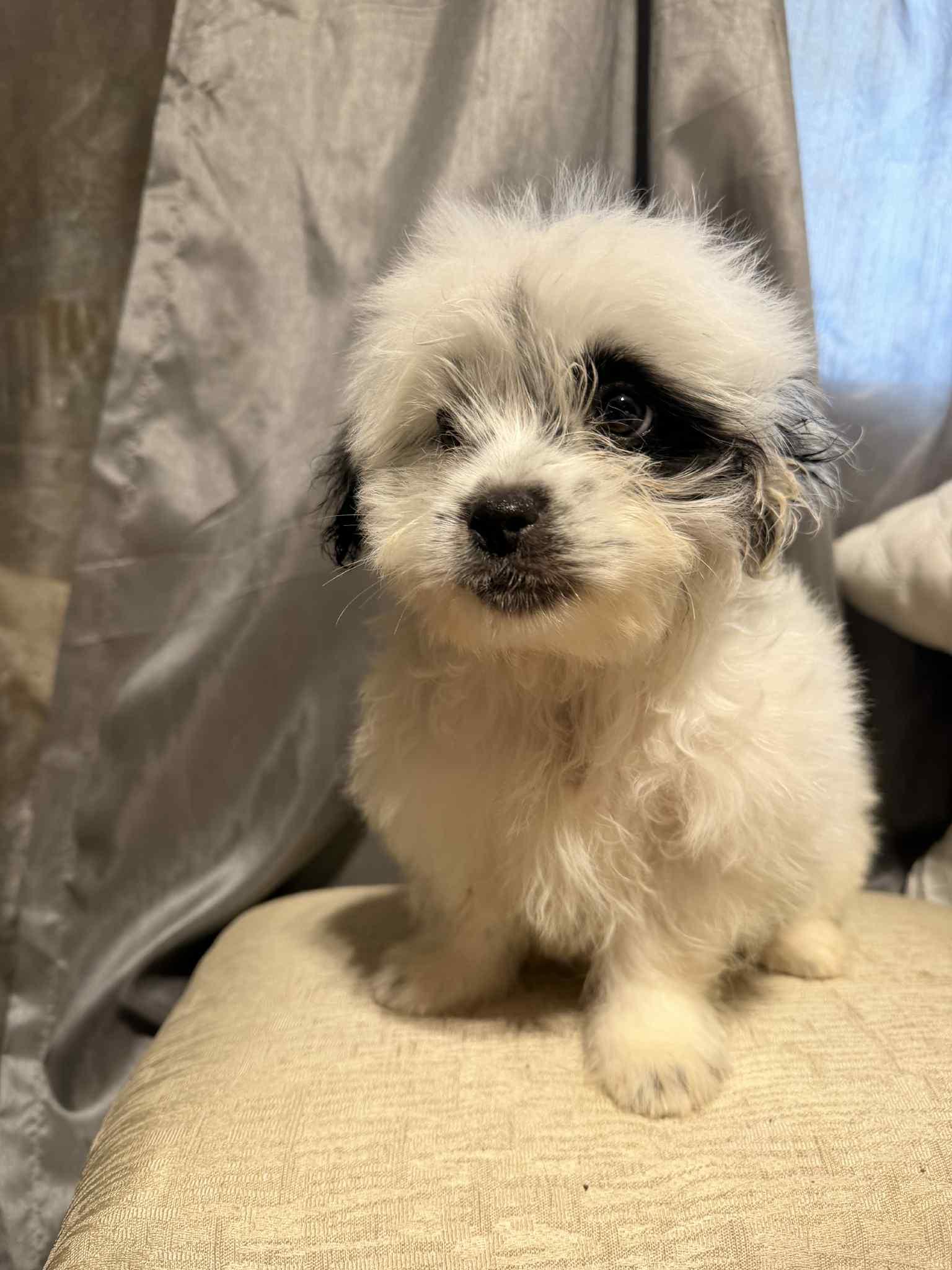 Crispin, ADOPTABLE, Puppy Male Maltipoo.