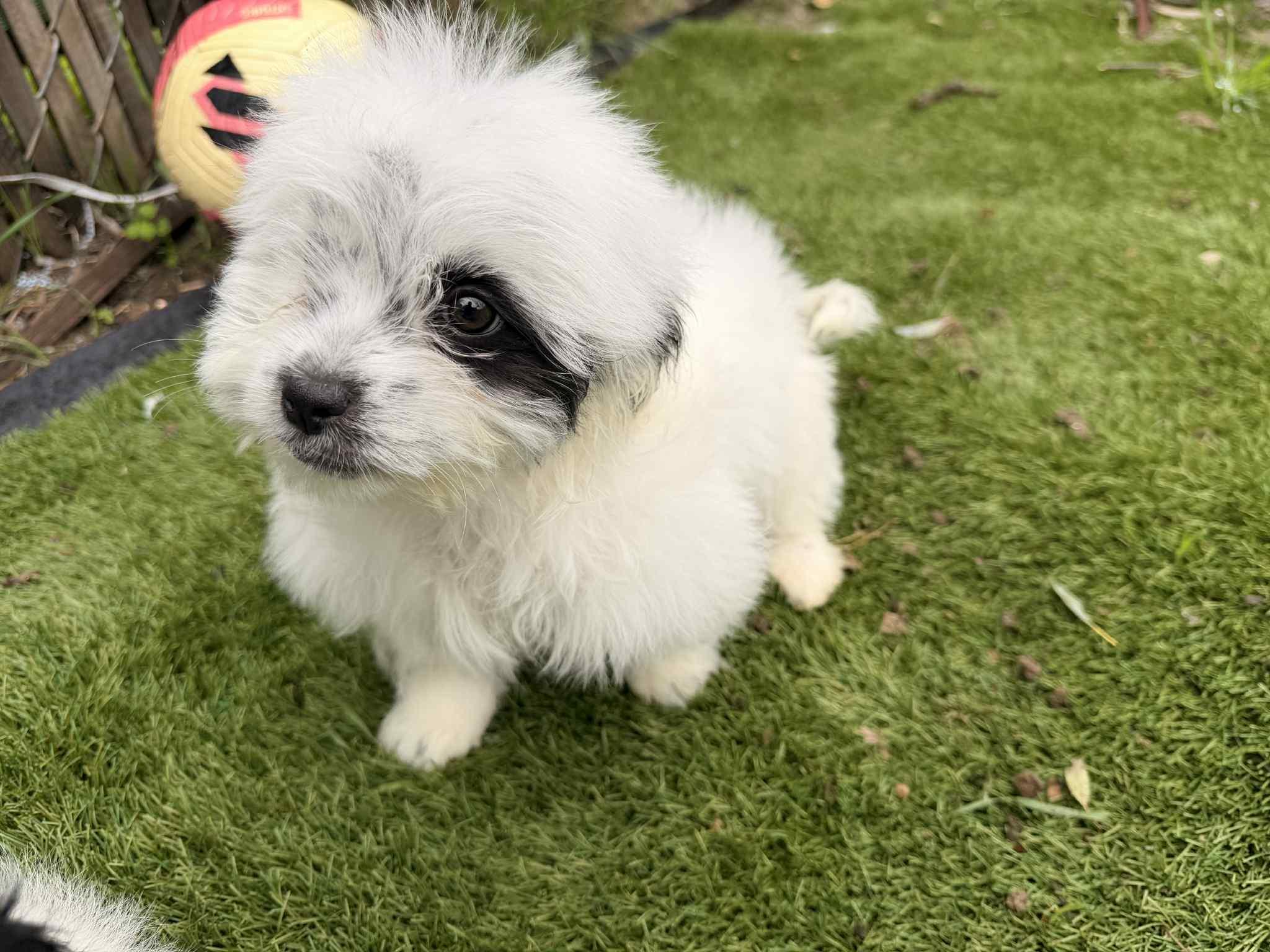 Enlarge Crispin, a ADOPTABLE Maltipoo in Redlands , CA image 2/2