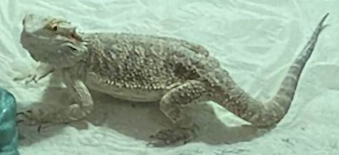 Enlarge Beardy, a Adopted Bearded Dragon in Nashville, TN image 1/1