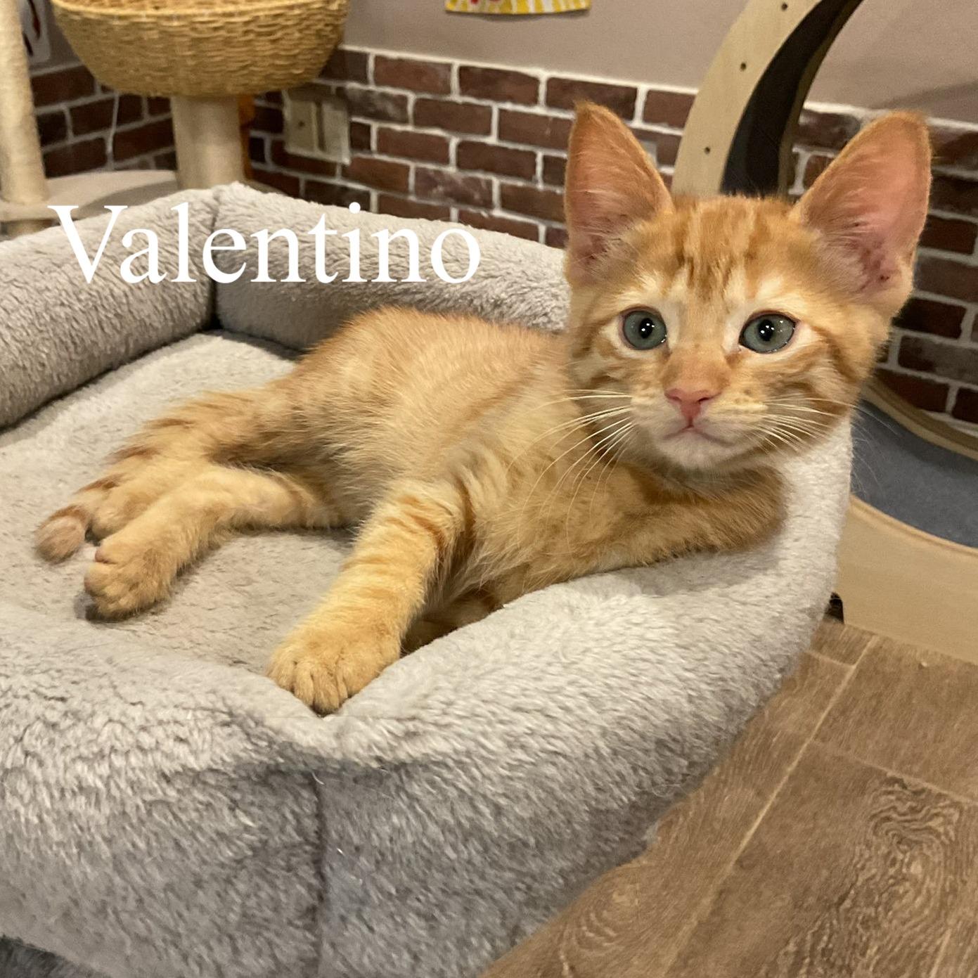 Enlarge Valentino, an adopted Domestic Short Hair in Queen Creek, AZ image 1/4
