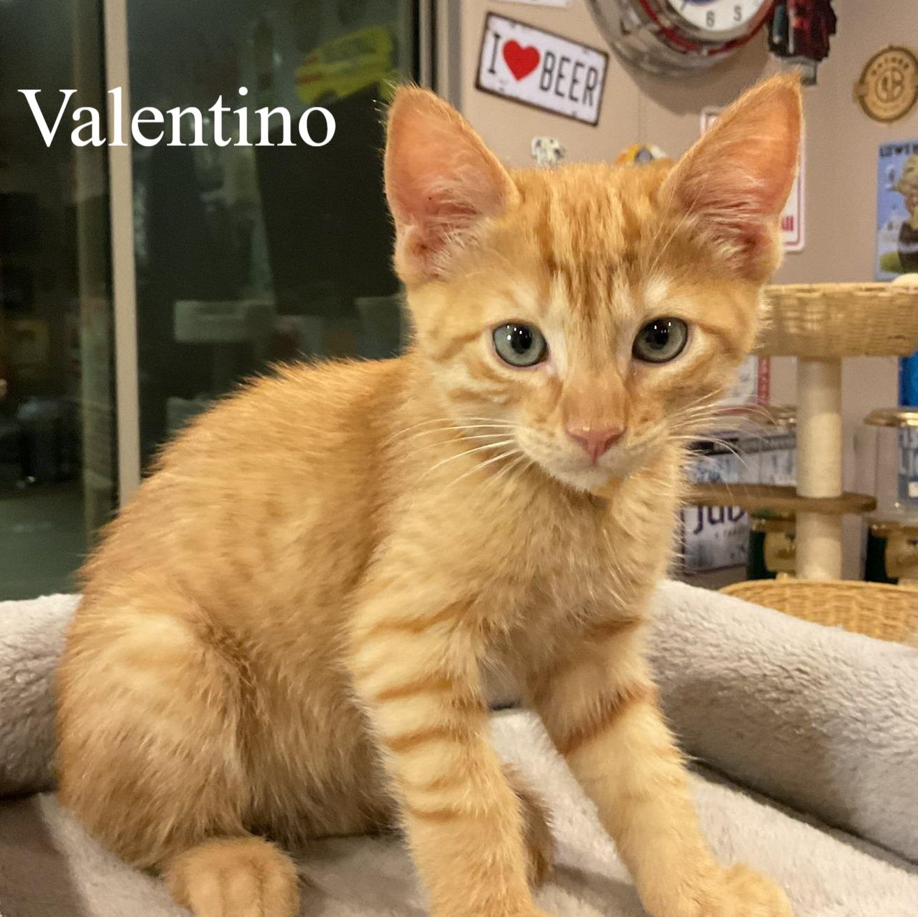 Enlarge Valentino, an adopted Domestic Short Hair in Queen Creek, AZ image 3/4