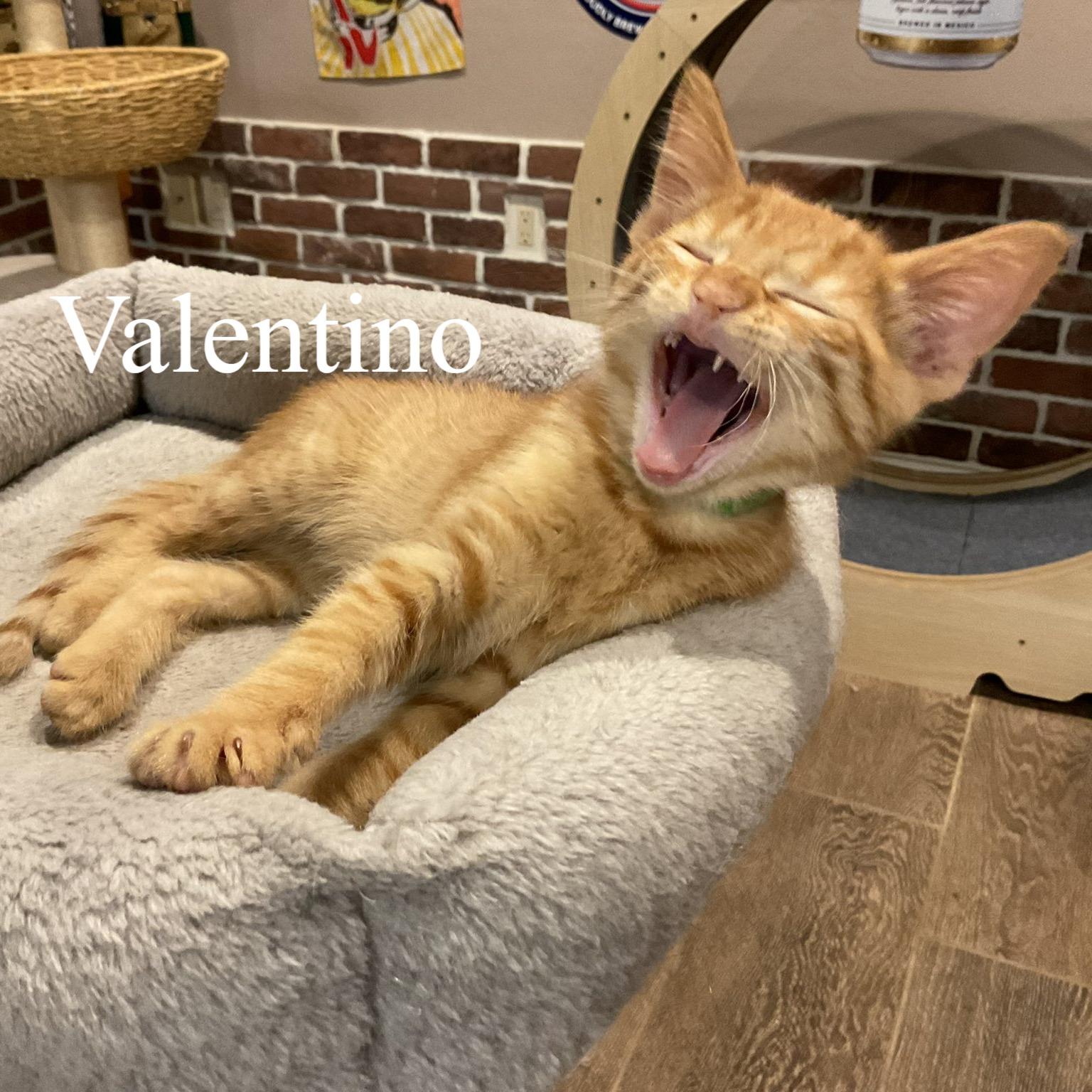 Enlarge Valentino, an adopted Domestic Short Hair in Queen Creek, AZ image 4/4