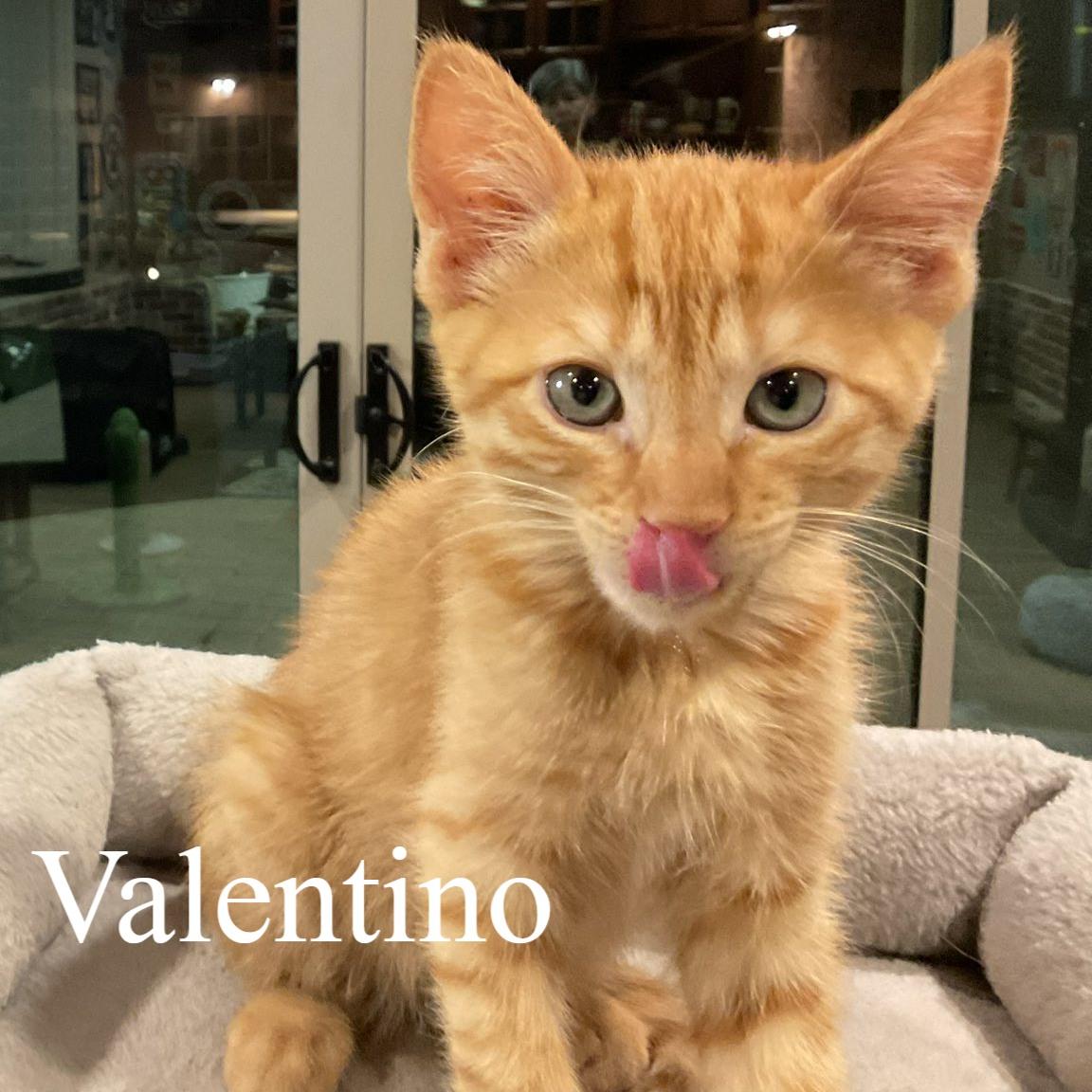 Enlarge Valentino, an adopted Domestic Short Hair in Queen Creek, AZ image 2/4