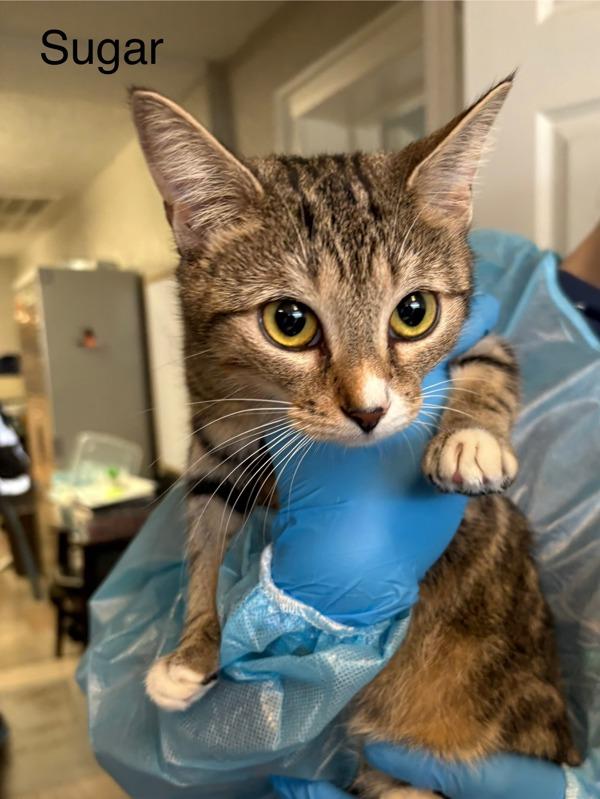 Mochi (sugar), Adoptable, Young Female Domestic Short Hair.