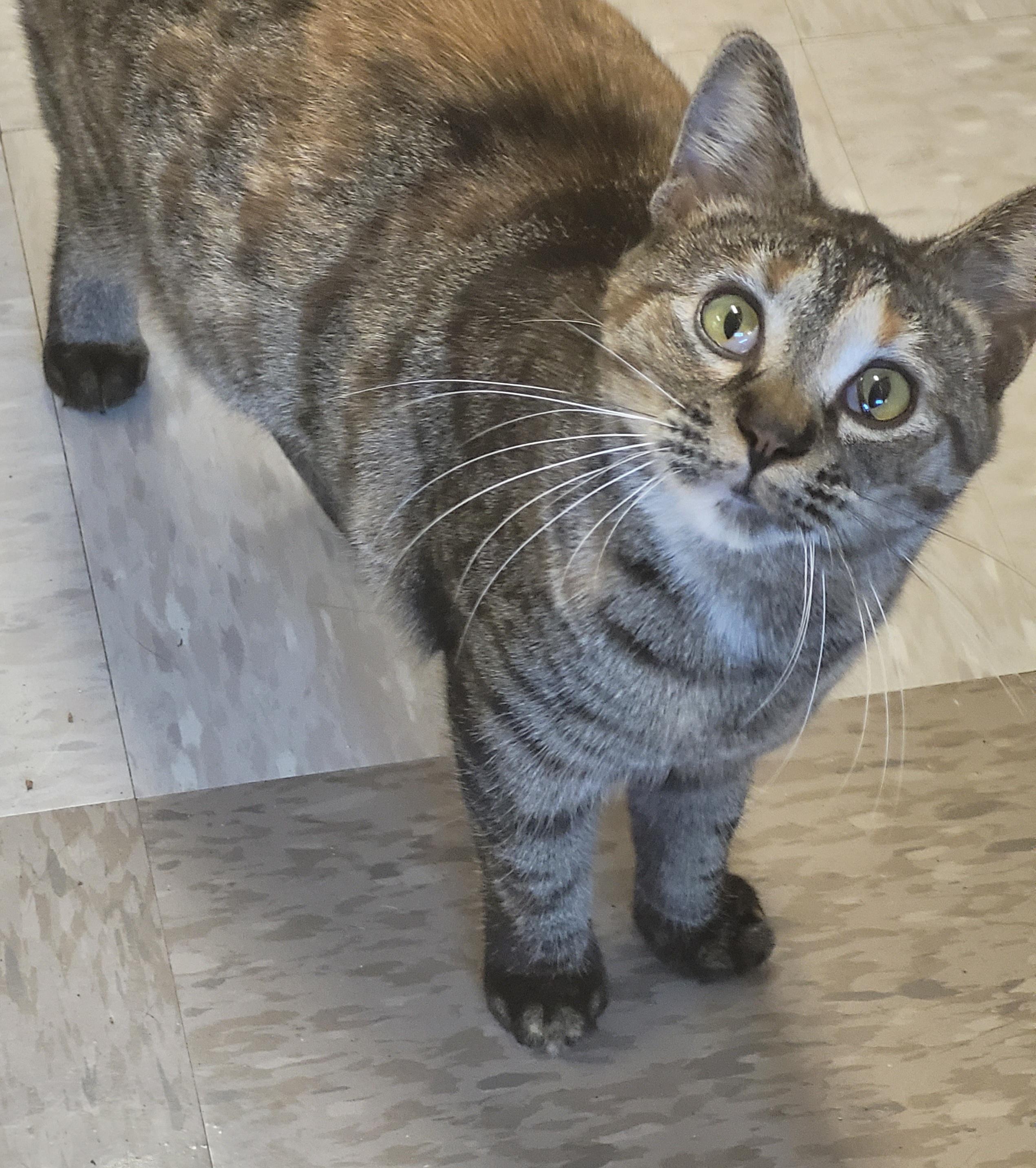 Enlarge Penny, a Adoptable Domestic Short Hair in Shelbyville, TN image 3/3
