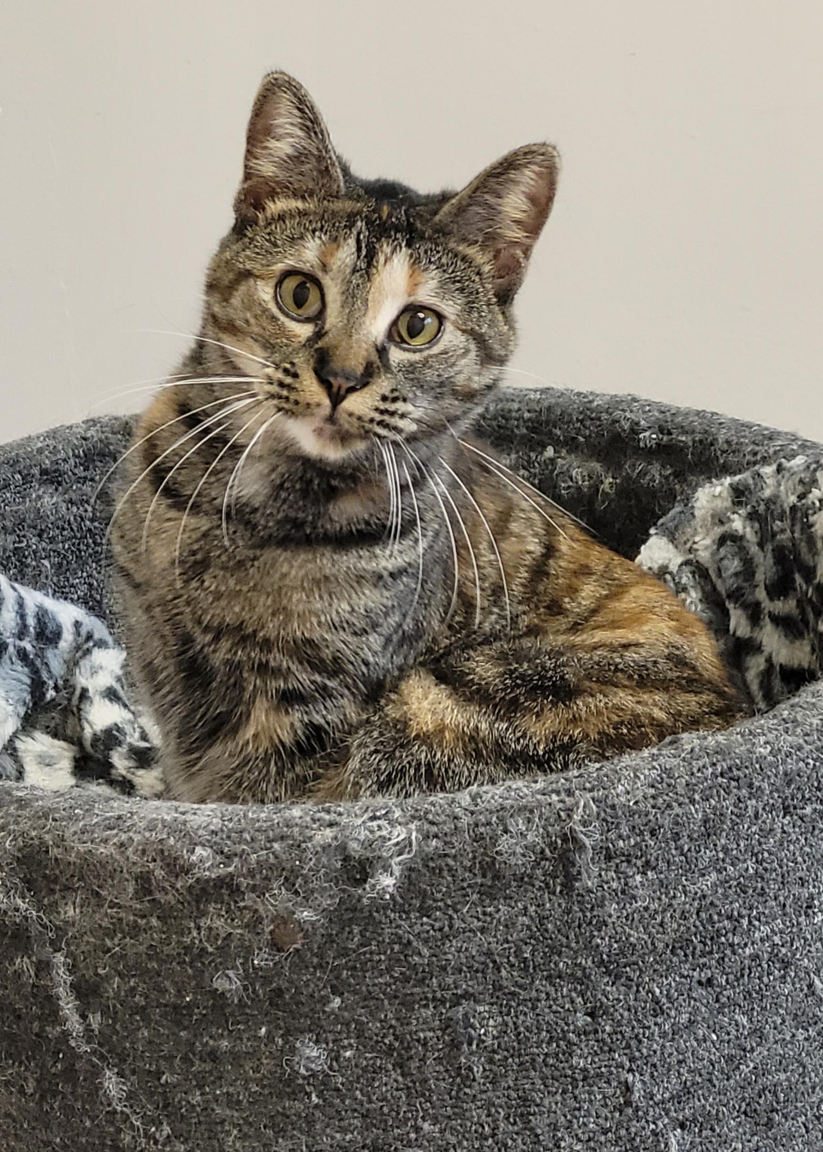 Penny, Adoptable, Kitten Female Domestic Short Hair.