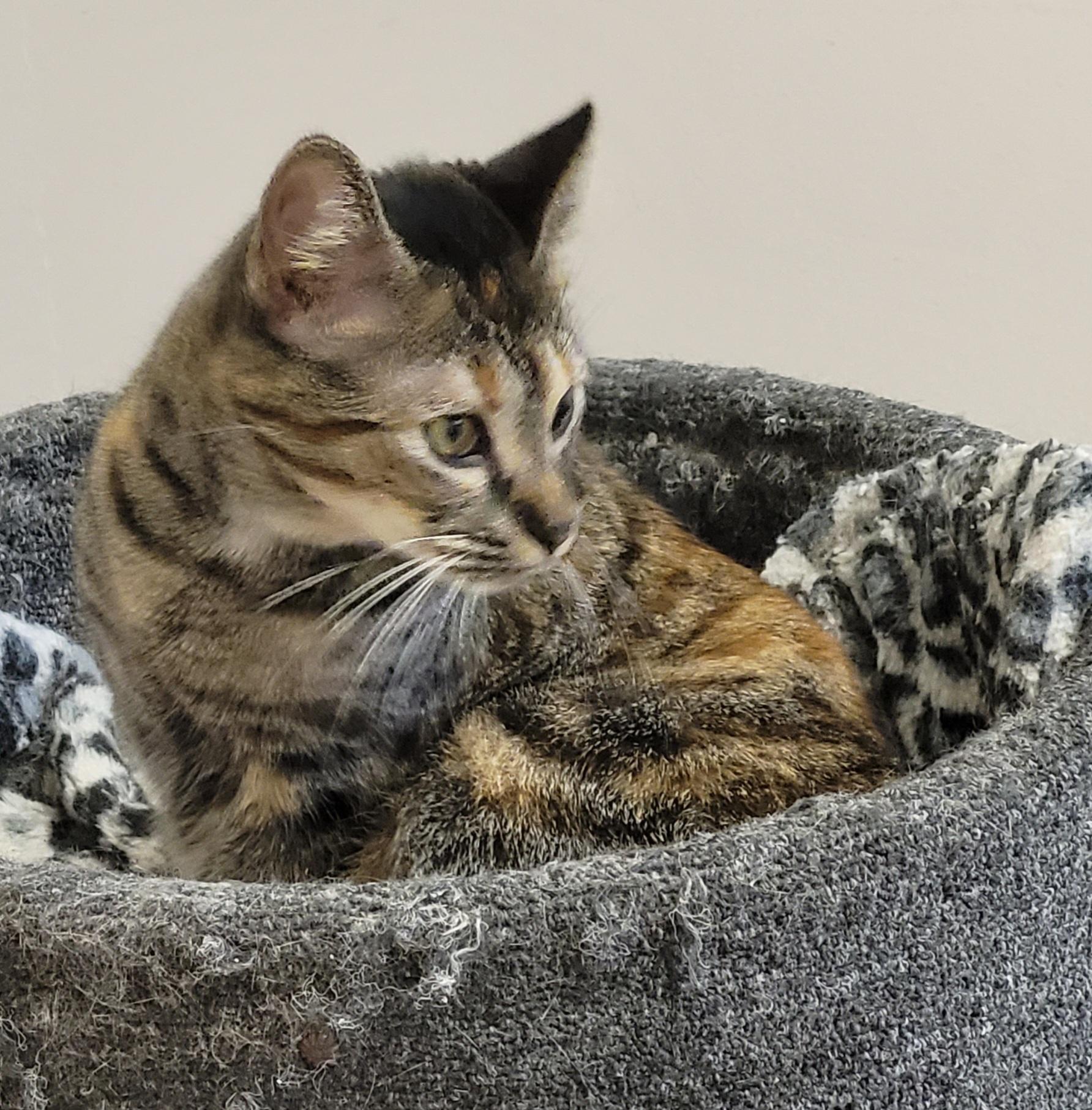 Enlarge Penny, a Adoptable Domestic Short Hair in Shelbyville, TN image 2/3