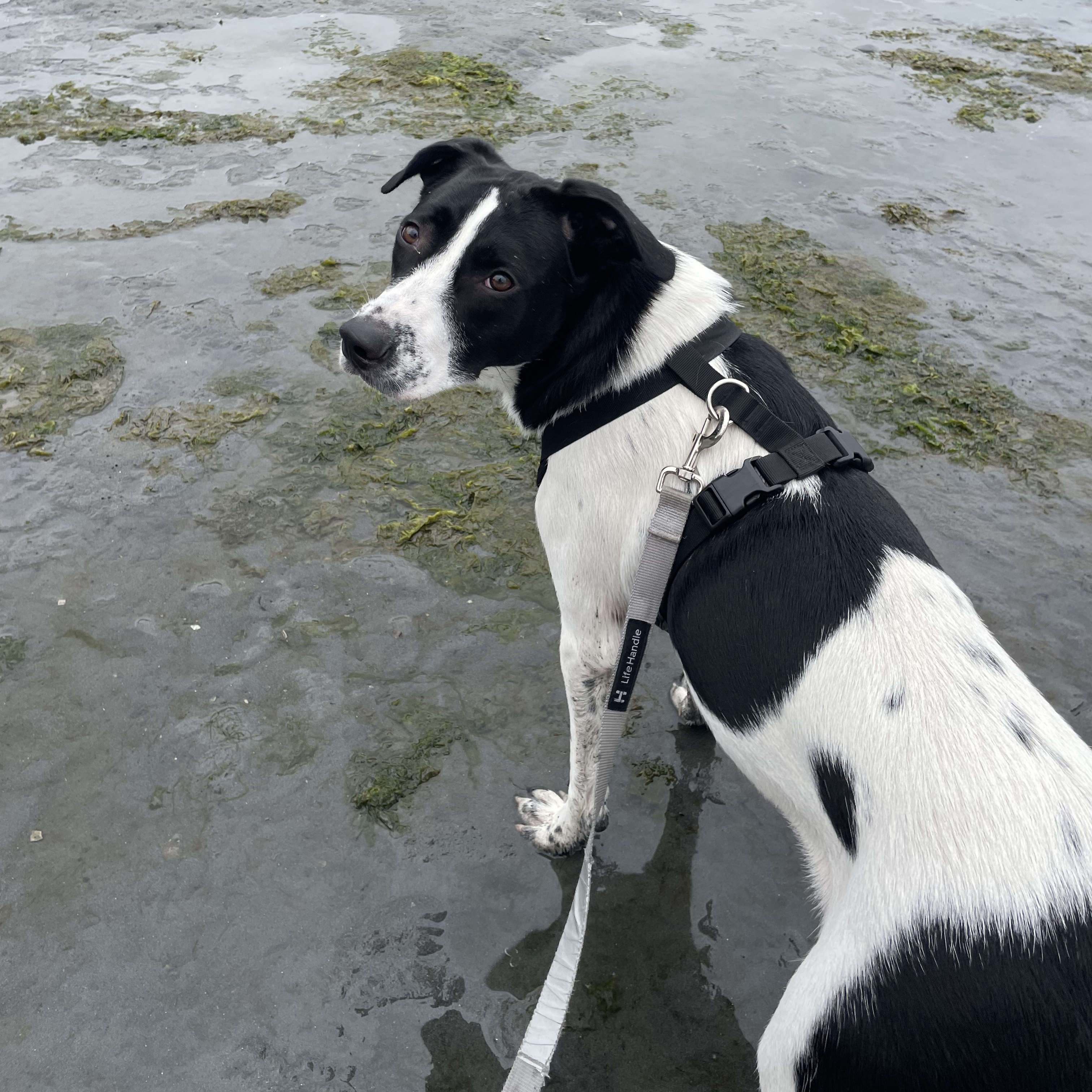 Glory, a Adoptable mixed breed in Olympia, WA image 3/6