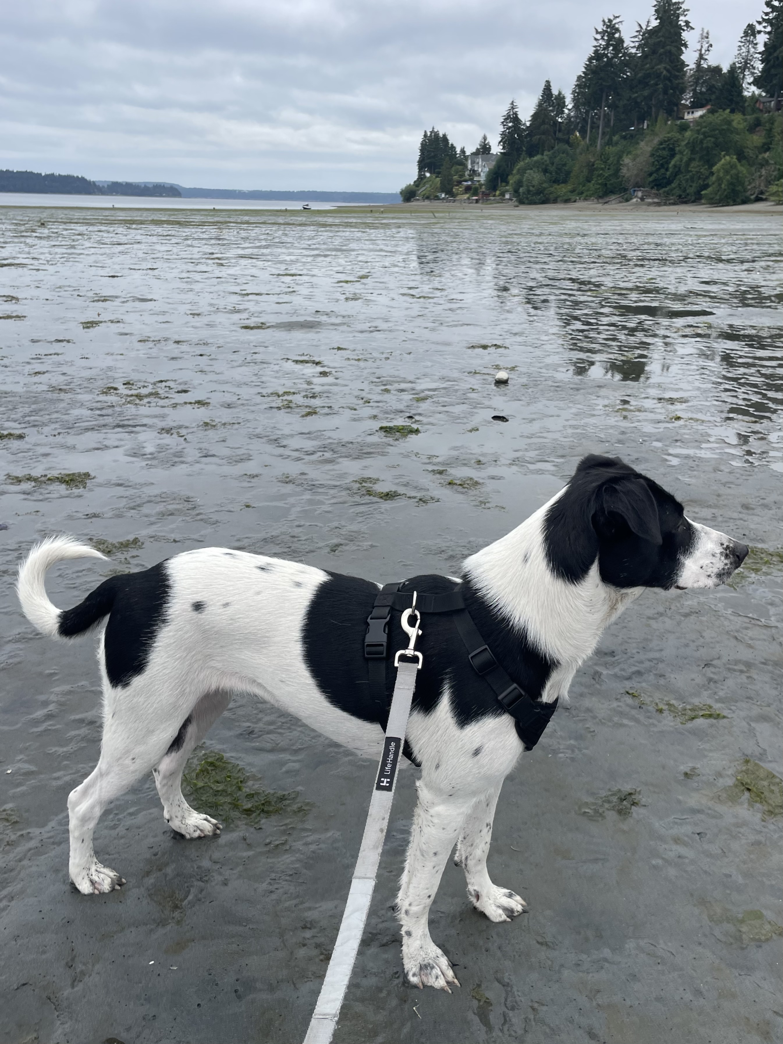 Glory, a Adoptable mixed breed in Olympia, WA image 2/6