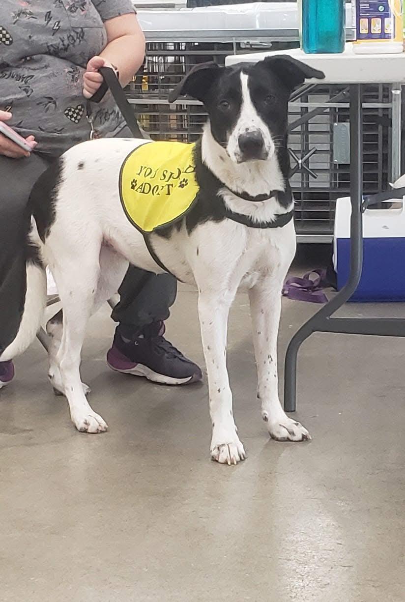 Glory, a Adoptable mixed breed in Olympia, WA image 5/6