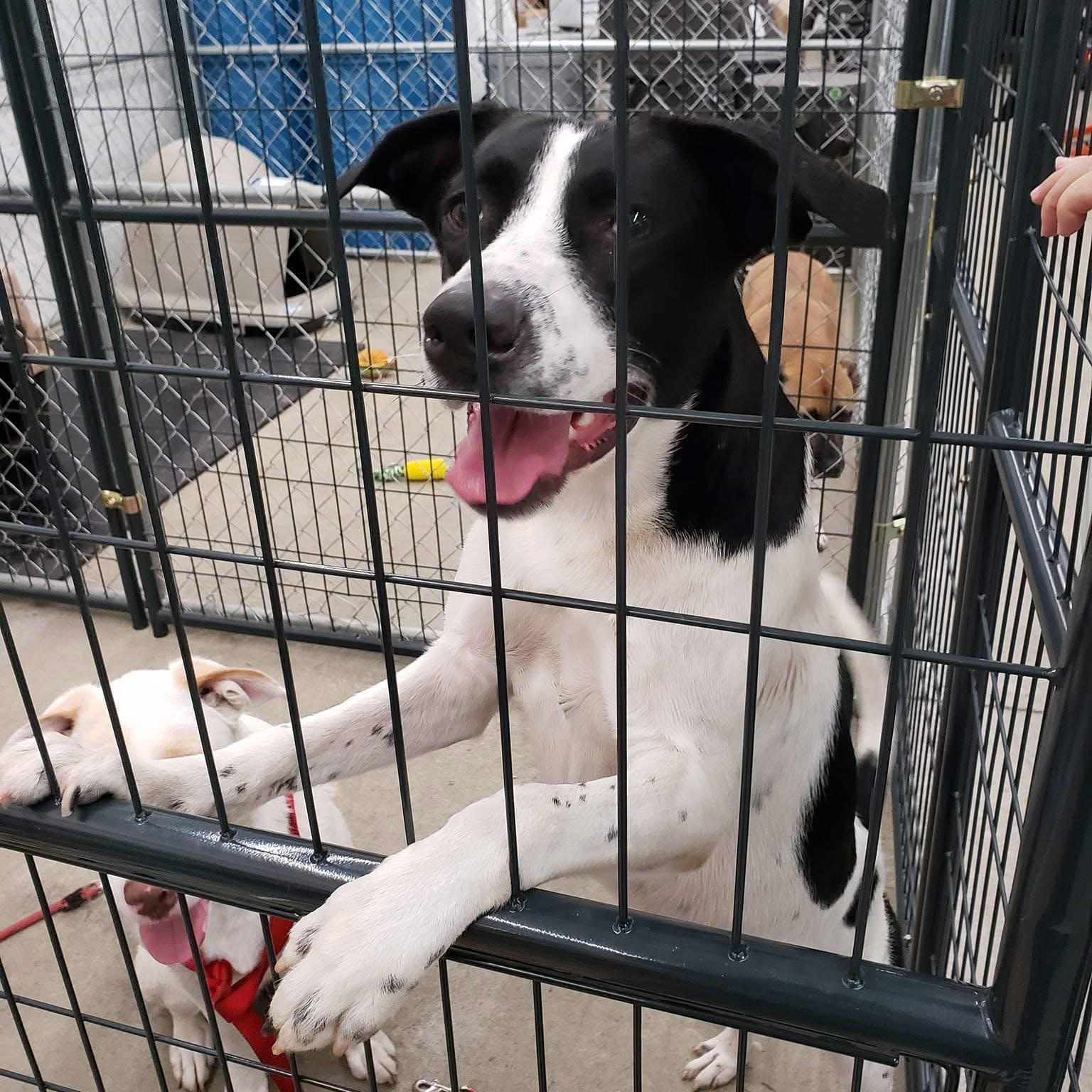 Glory, a Adoptable mixed breed in Olympia, WA image 4/6