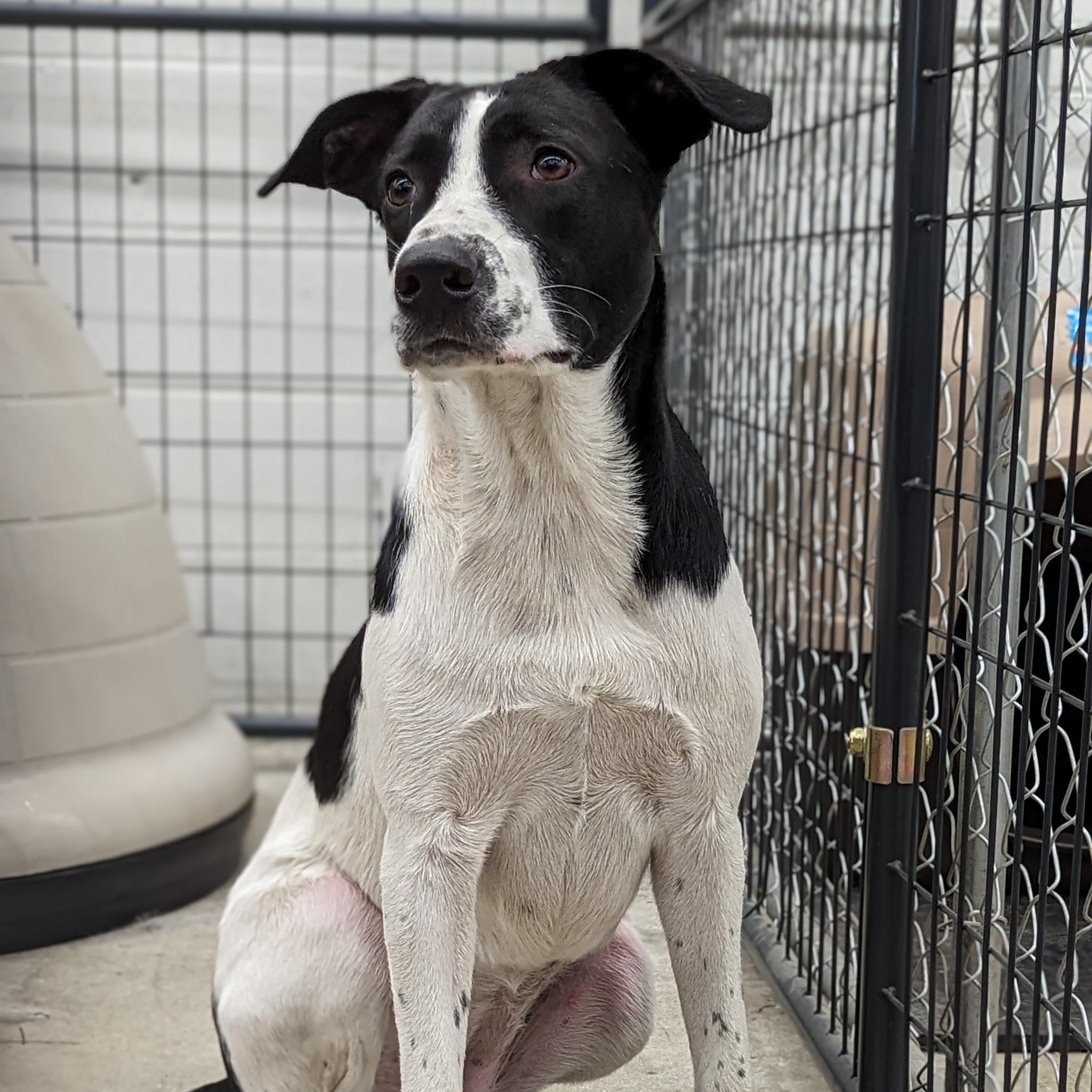 Glory, a Adoptable mixed breed in Olympia, WA image 1/6