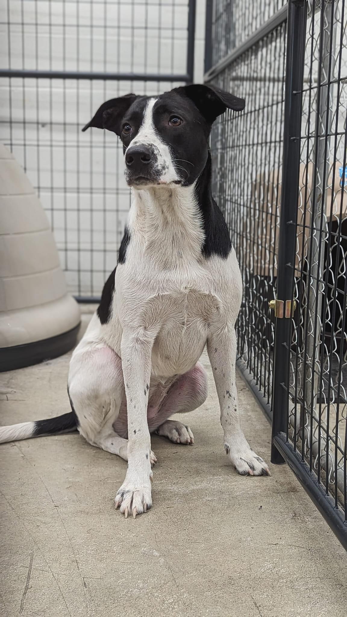 Glory, a Adoptable mixed breed in Olympia, WA image 6/6