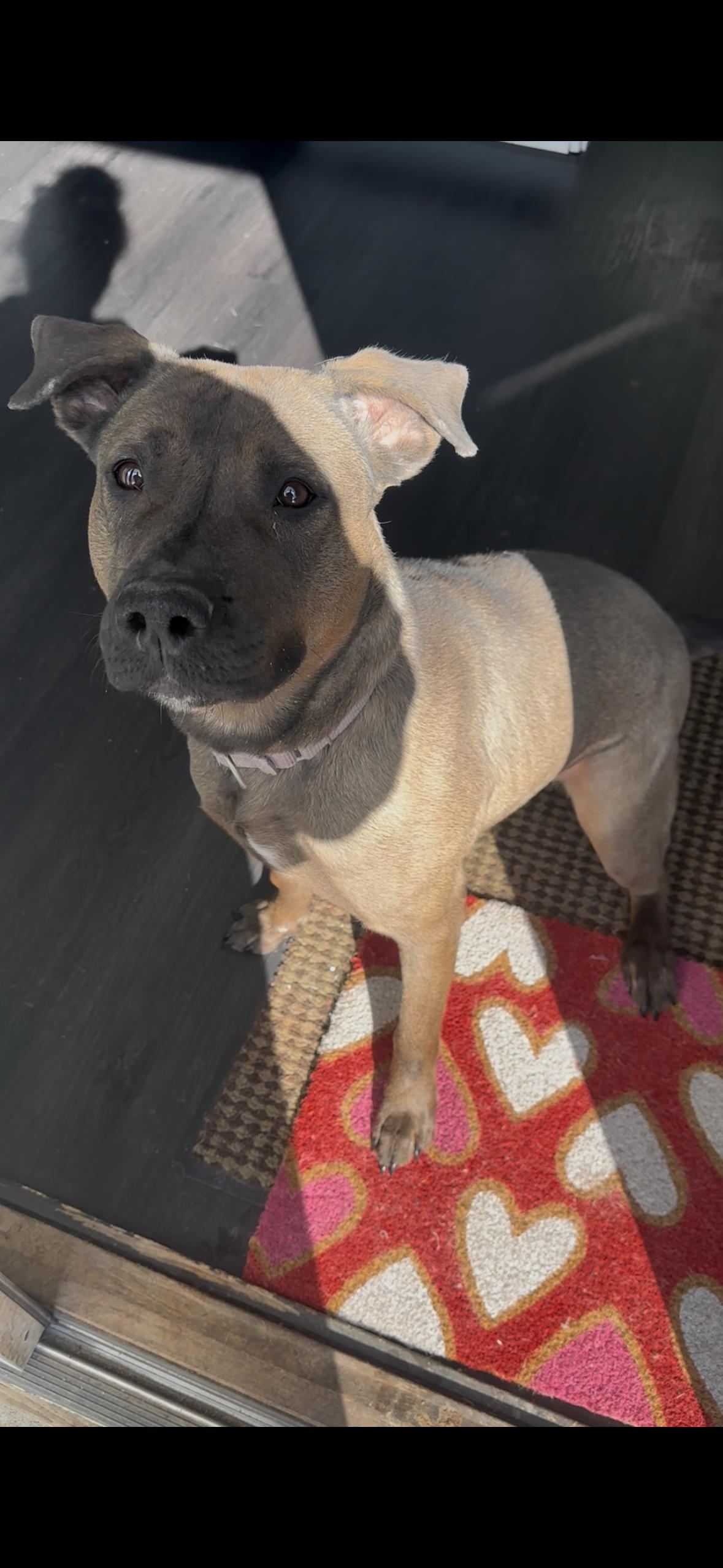 Jasmine, ADOPTABLE, Adult Female Mixed Breed.