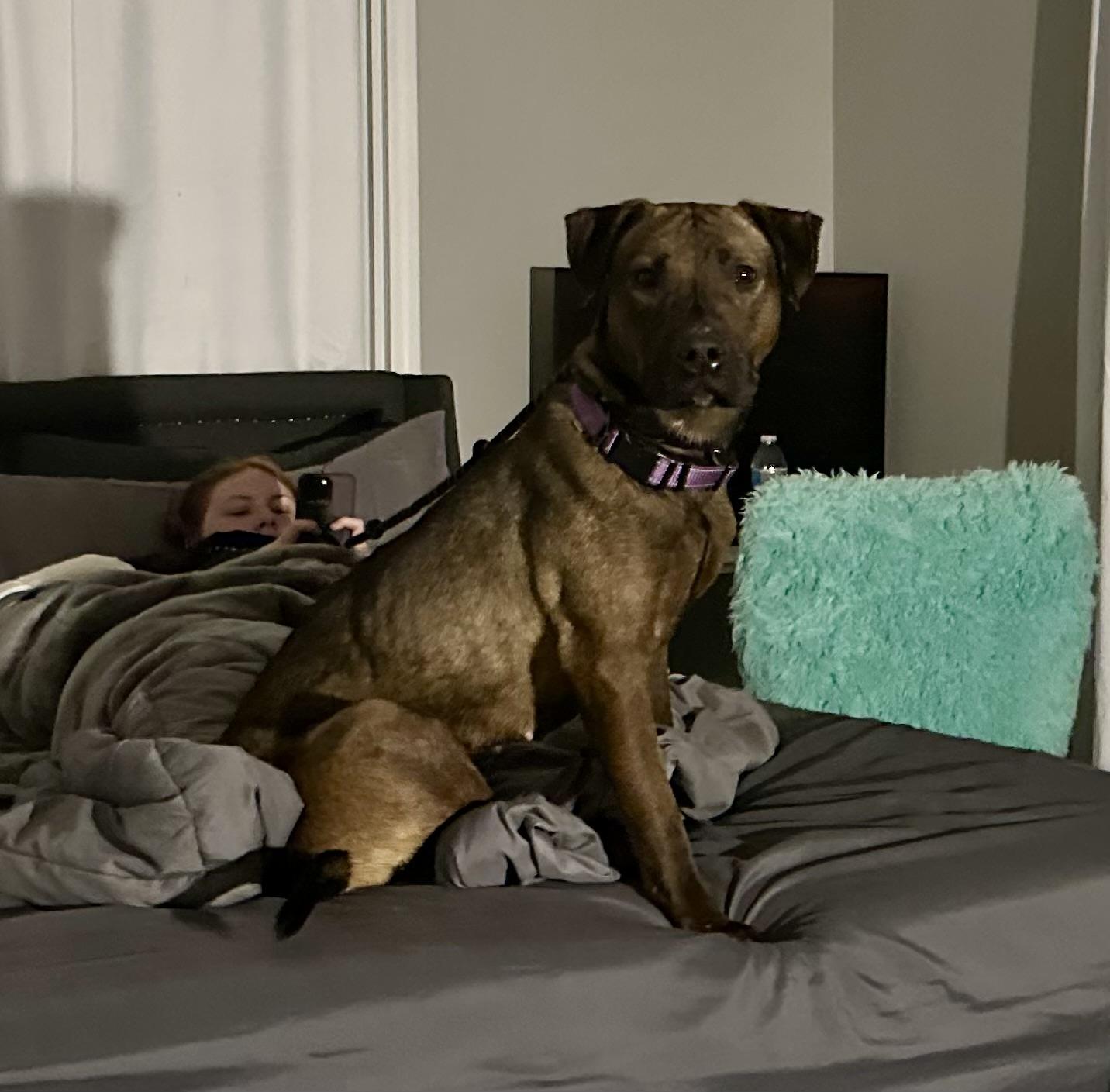 Enlarge Jasmine, a ADOPTABLE Mixed Breed in Cuyahoga Falls, OH image 3/4