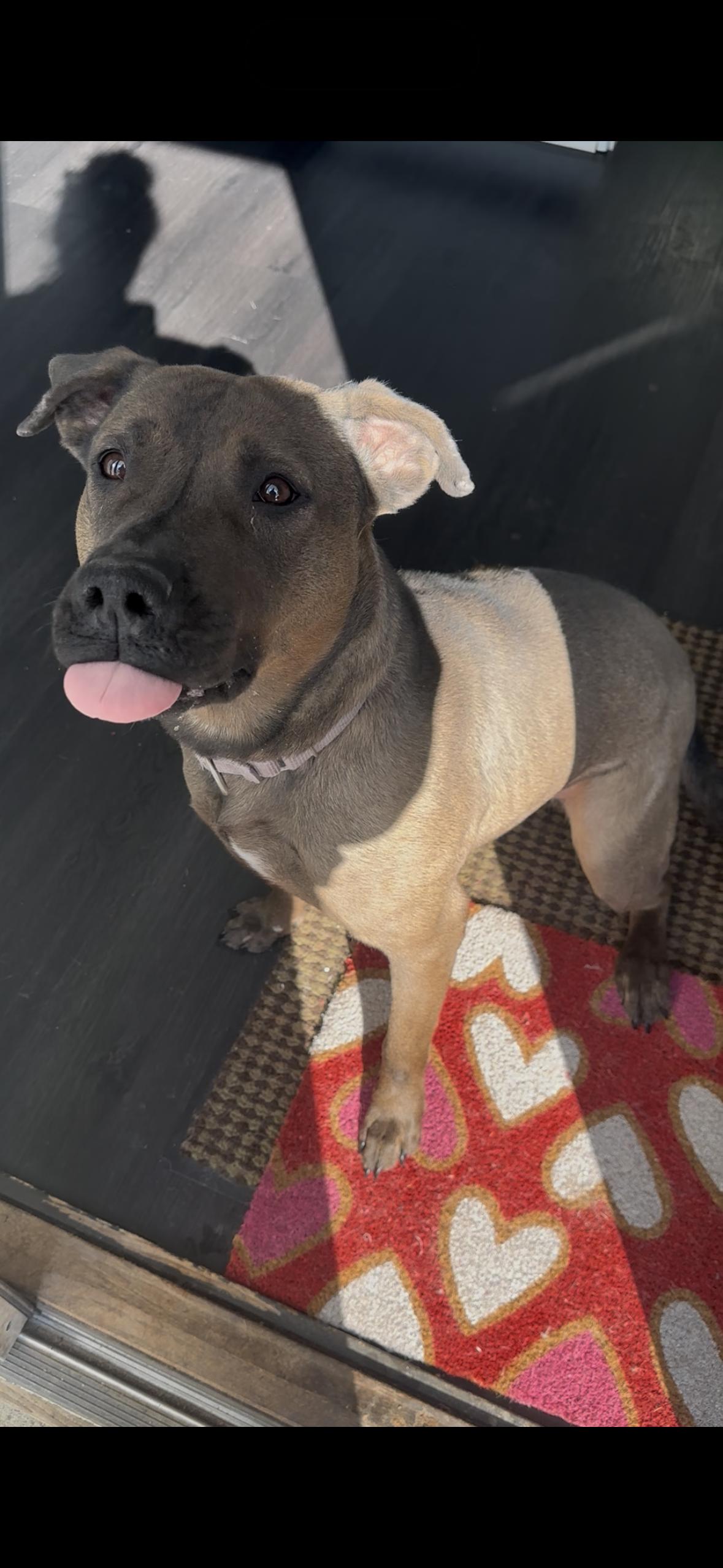 Enlarge Jasmine, a ADOPTABLE Mixed Breed in Cuyahoga Falls, OH image 4/4