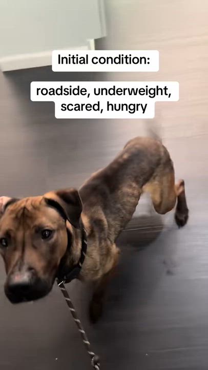 Enlarge Jasmine, a ADOPTABLE Mixed Breed in Cuyahoga Falls, OH video 1/4