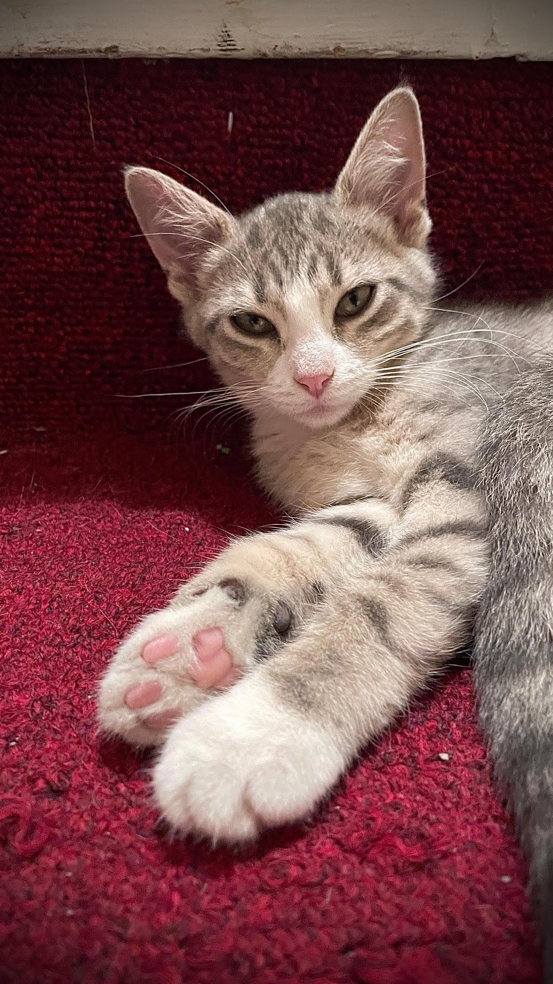 Jenny, Baby Female Domestic Short Hair