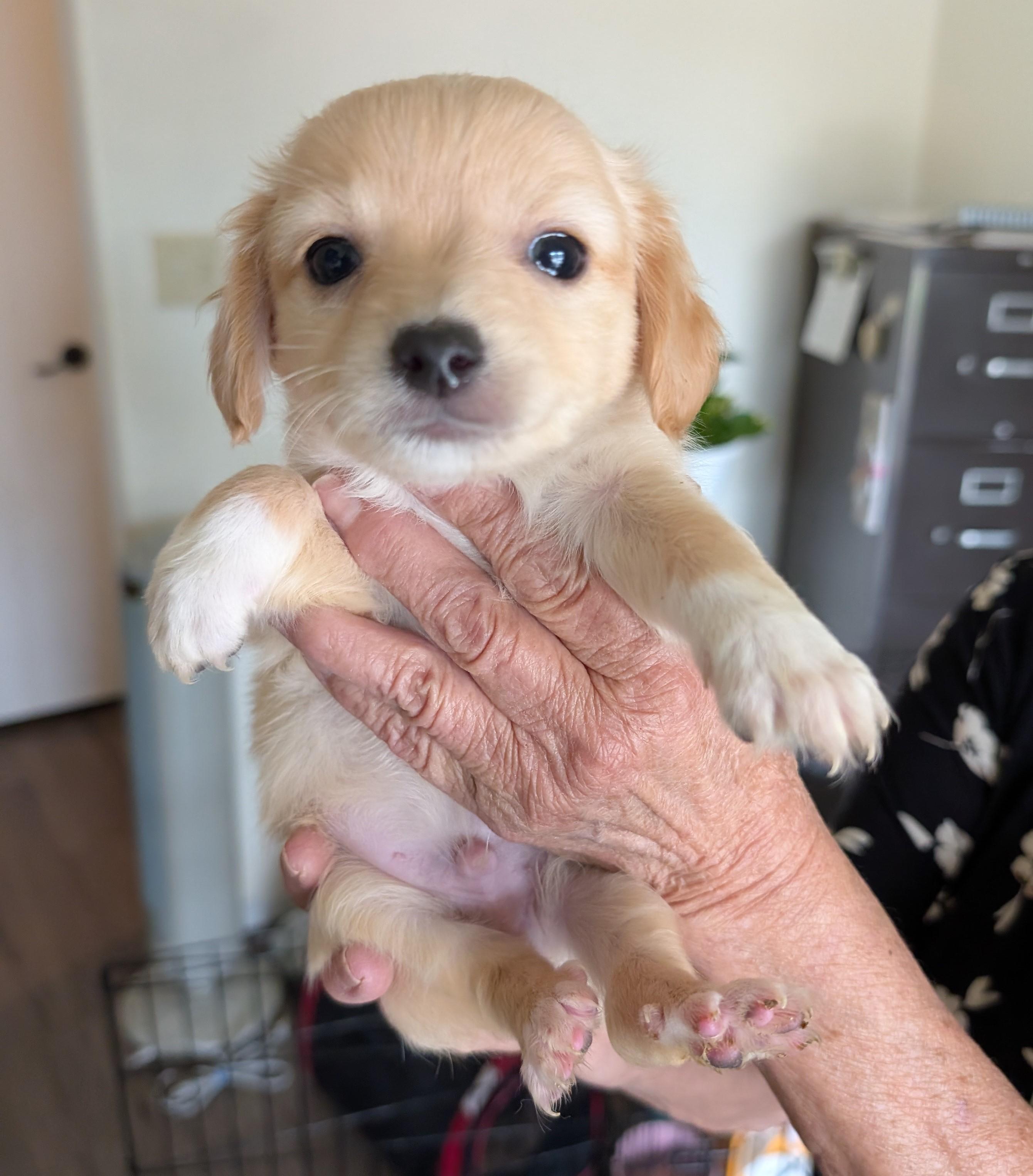Enlarge Tofu - PUPPY, a ADOPTABLE mixed breed in Albuquerque, NM image 1/1