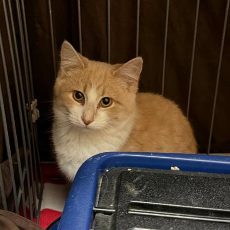 Captain Cranky, Adoptable, Kitten Female Domestic Short Hair.