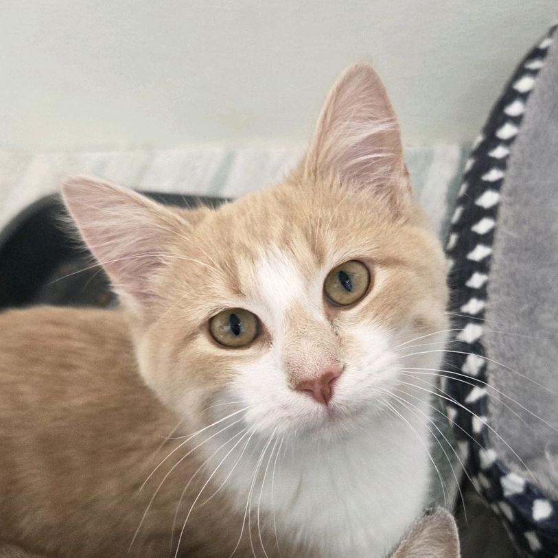 Captain Cranky, a Adoptable Domestic Short Hair in Branson, MO image 2/6