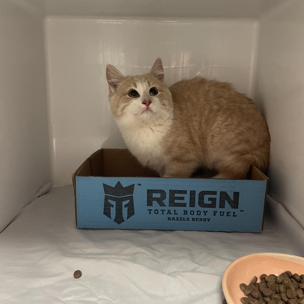 Enlarge Captain Cranky, a Adoptable Domestic Short Hair in Branson, MO image 2/6