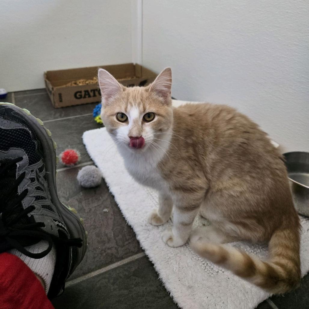 Captain Cranky, a Adoptable Domestic Short Hair in Branson, MO image 3/6