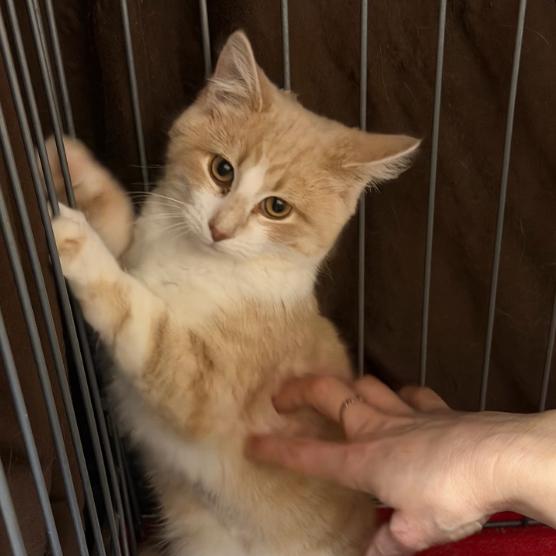 Enlarge Captain Cranky, a Adoptable Domestic Short Hair in Branson, MO image 3/6