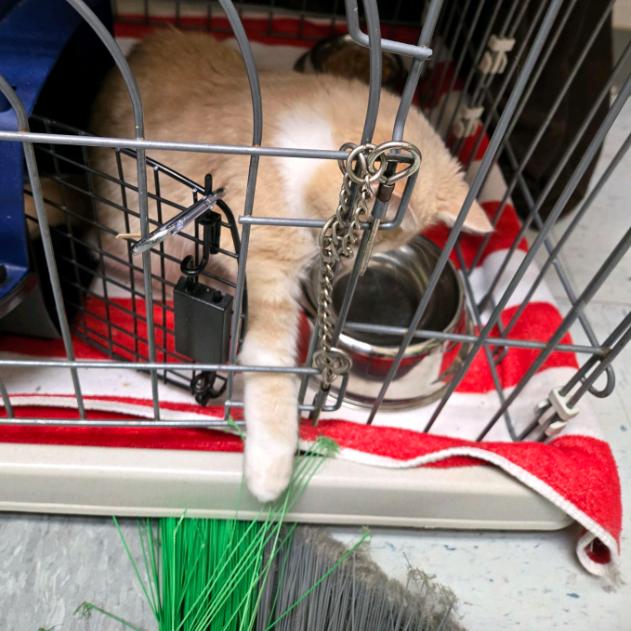 Enlarge Captain Cranky, a Adoptable Domestic Short Hair in Branson, MO image 4/6