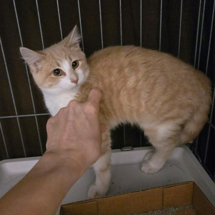 Enlarge Captain Cranky, a Adoptable Domestic Short Hair in Branson, MO image 5/6