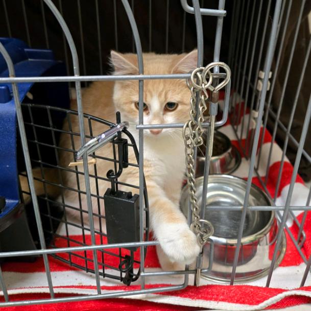 Enlarge Captain Cranky, a Adoptable Domestic Short Hair in Branson, MO image 6/6