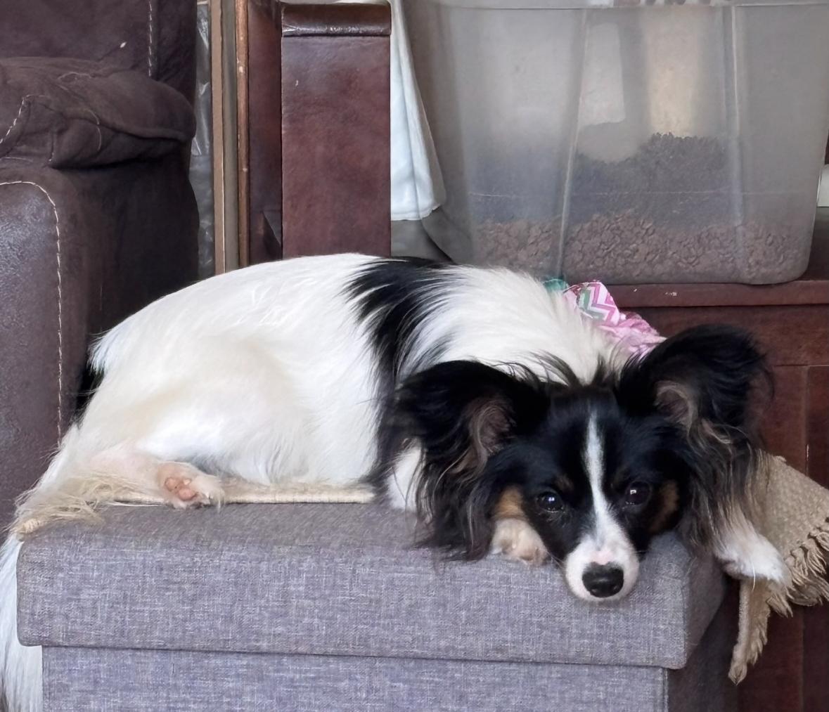 Lawlyweezy, a Adopted Papillon in Cedar Springs, MI image 1/2