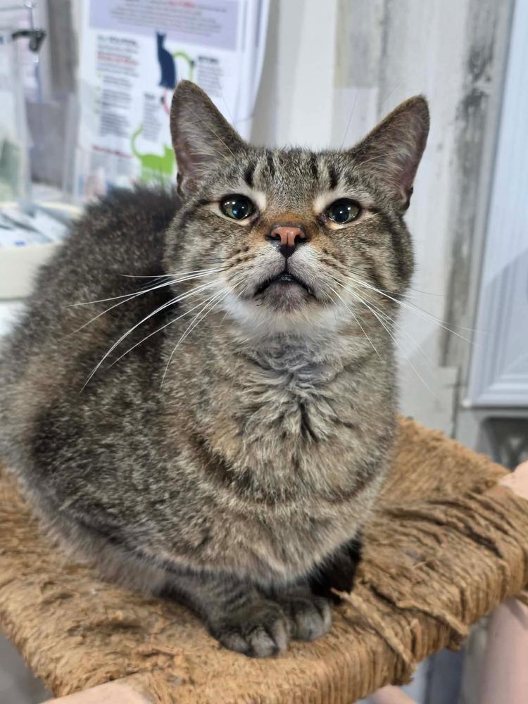 Tiger Joe, Adoptable, Adult Male Domestic Short Hair.
