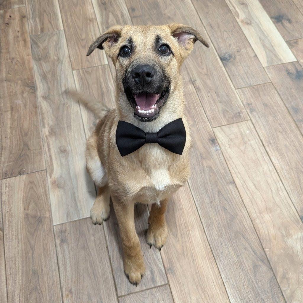 Biscuit, ADOPTABLE, Puppy Male German Shepherd Dog.