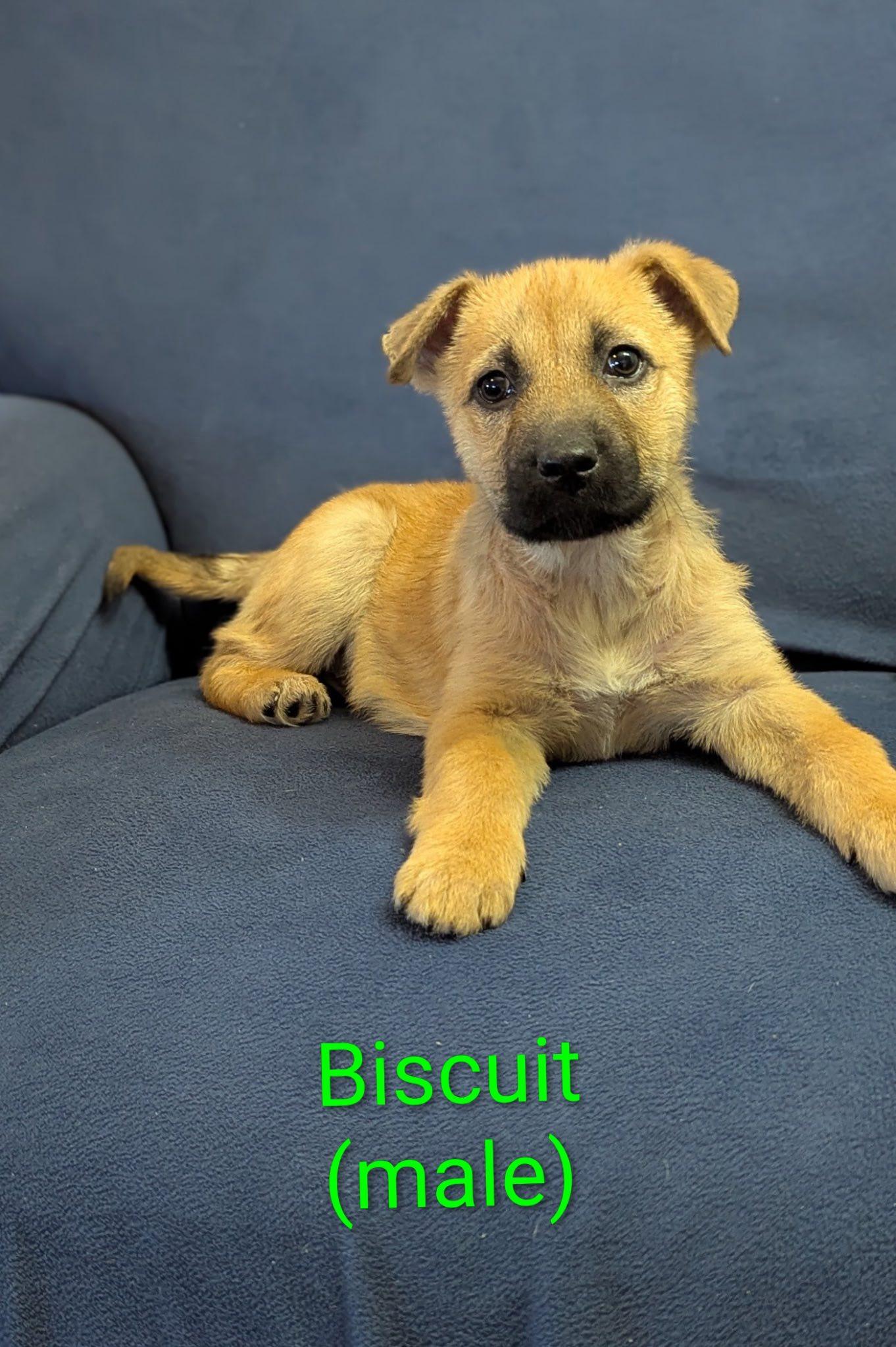 Enlarge Biscuit, a ADOPTABLE mixed breed in Ossining, NY image 1/2