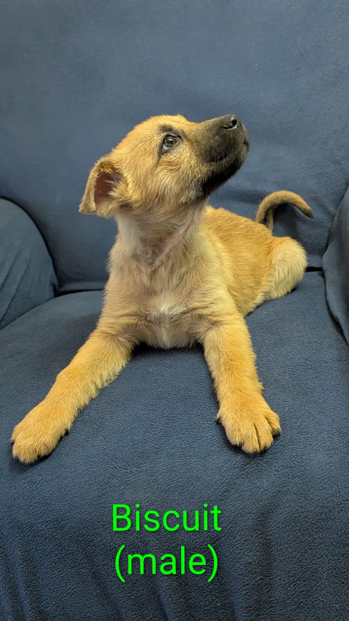 Enlarge Biscuit, a ADOPTABLE mixed breed in Ossining, NY image 2/2