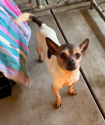 Evie, an adopted mixed breed in Santa Paula, CA image 3/6